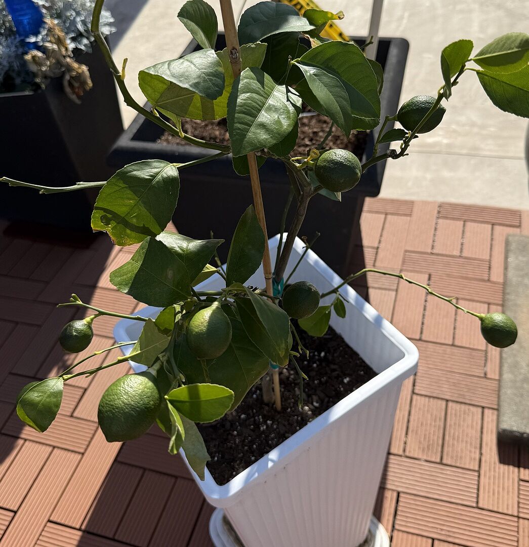 Little bit of the tropics downtown