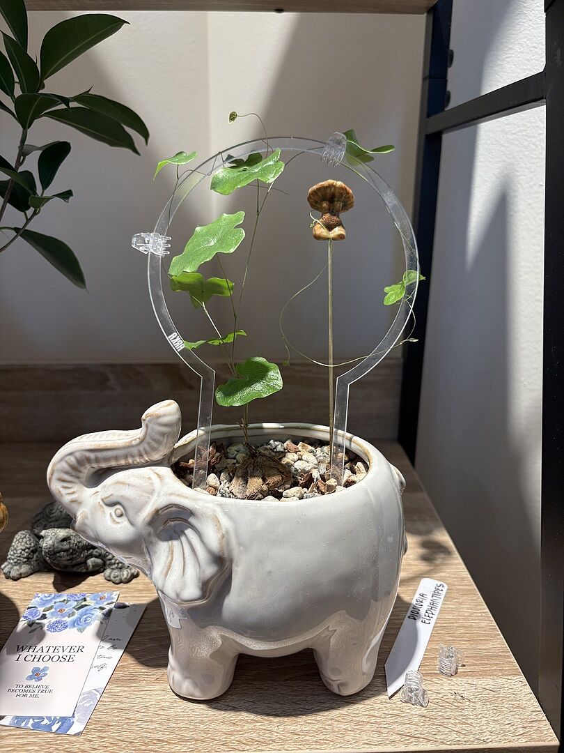 Bonsai Gritty Mix – Sol Soils