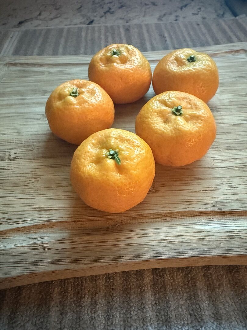 Kishu Semi-Dwarf Mandarin Tree