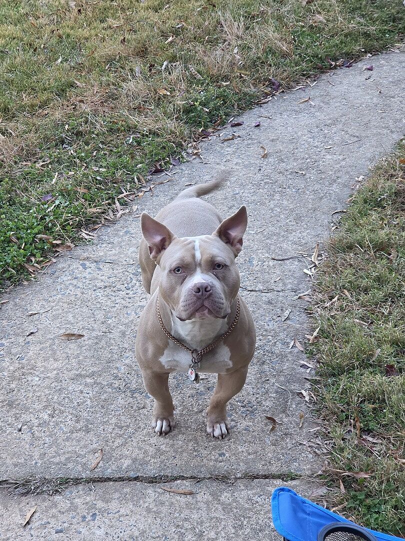 Anthony J.'s tan bully standing on a path