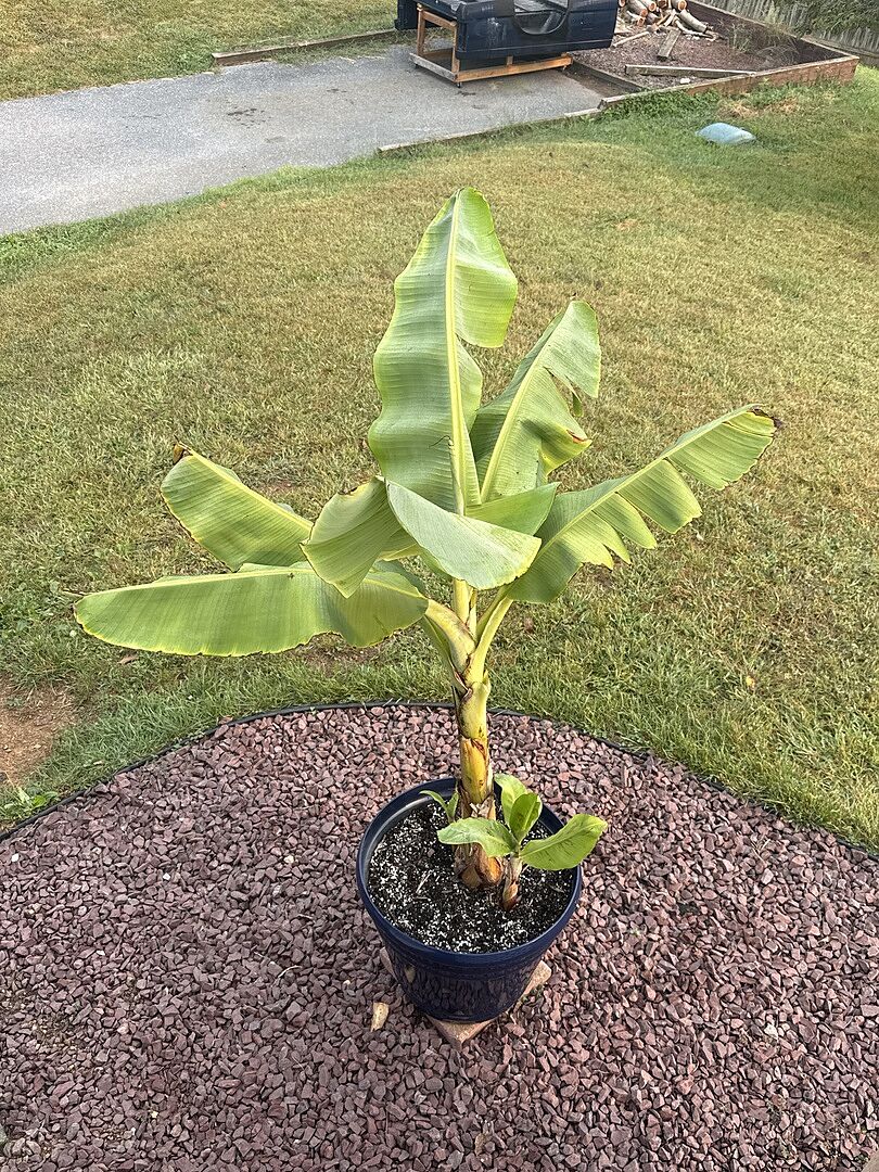 Media from review #2