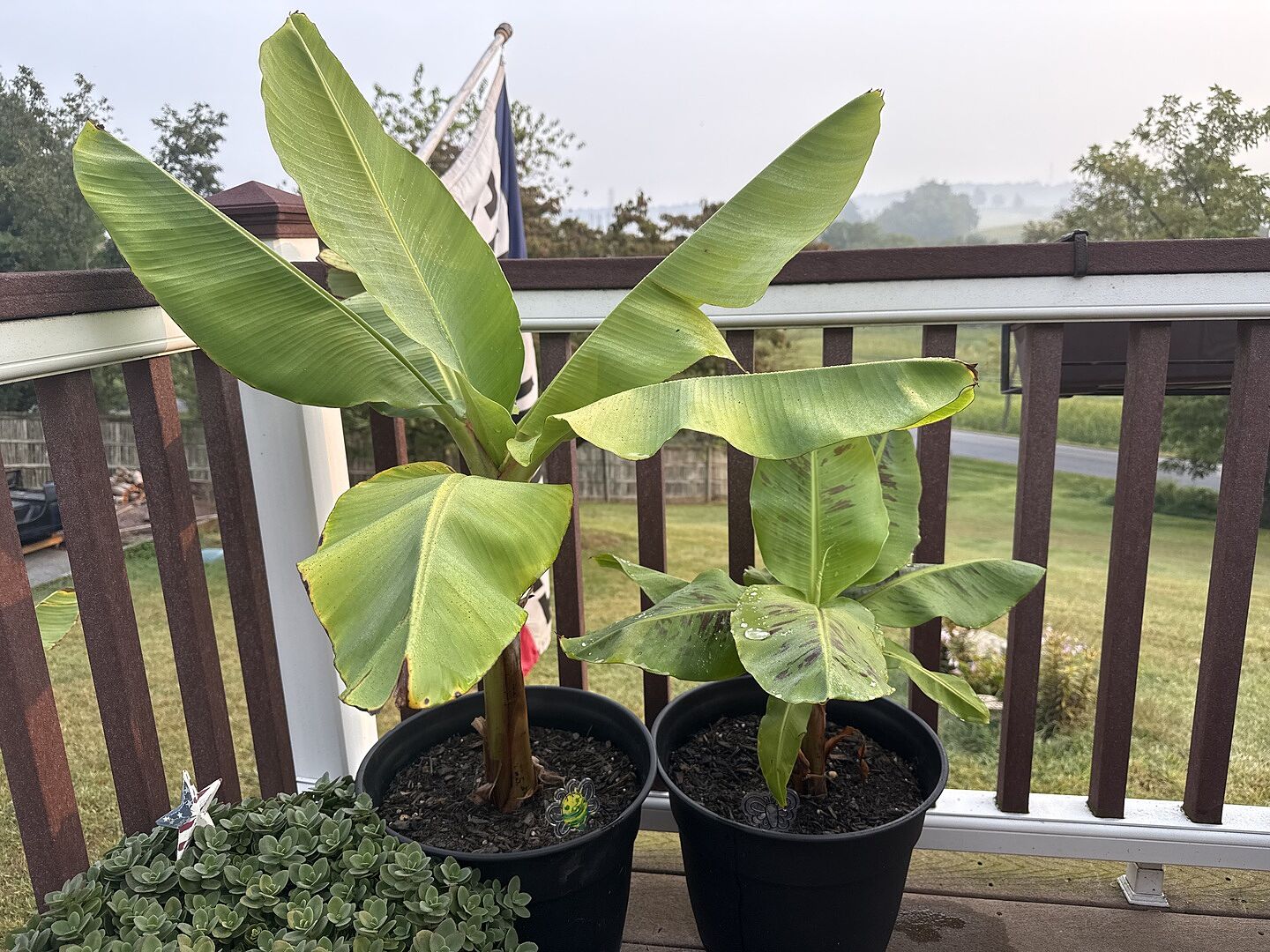 Media from review #1