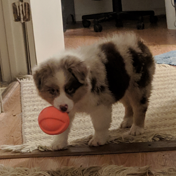 Puppyspot store australian shepherd