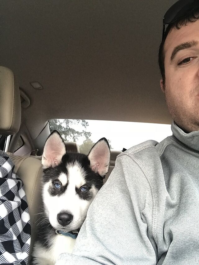 https://puppyspot.com/ Sirwan