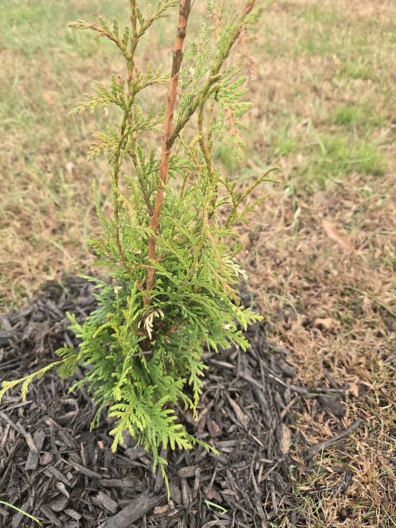 Media from review #3