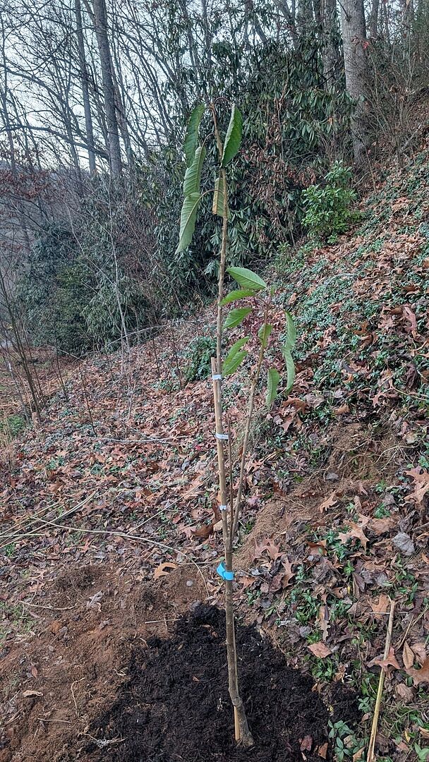 Tree is in the ground. So