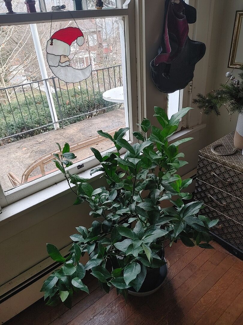 Thrilled to Receive This Beautiful Bush!