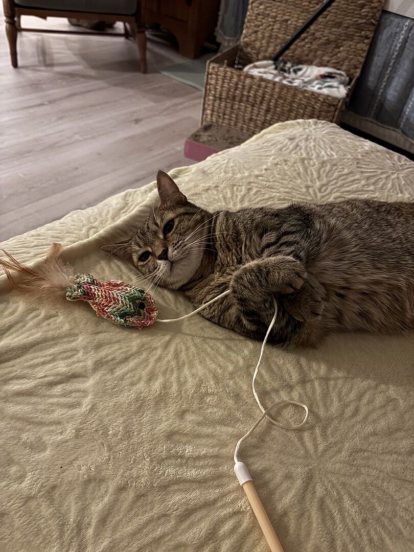 Catalyst Pet customer photo shared by Tracy B.