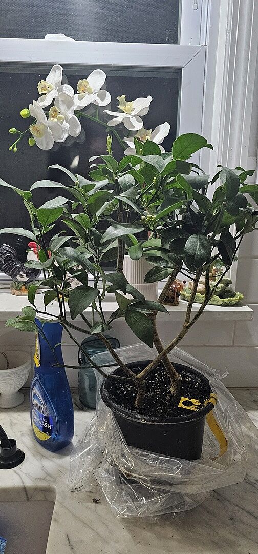 Love! Very easy care