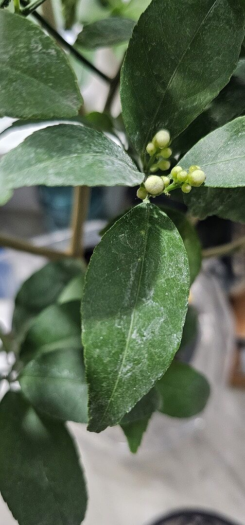 Media from review #1