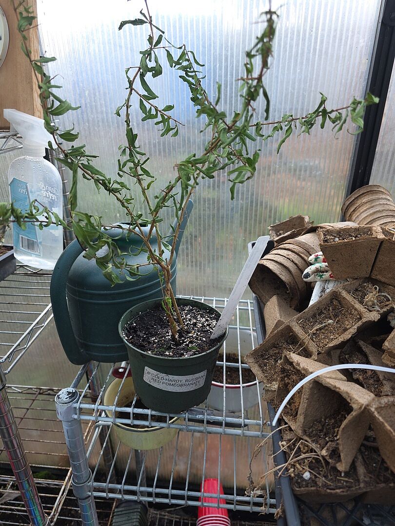 Healthy looking plant.