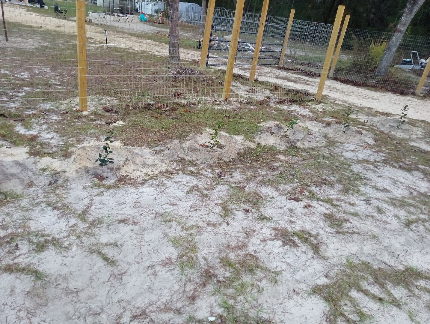 Nellie Stevens Holly Shrub