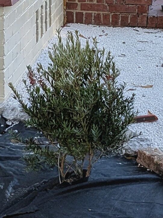 Media from review #2