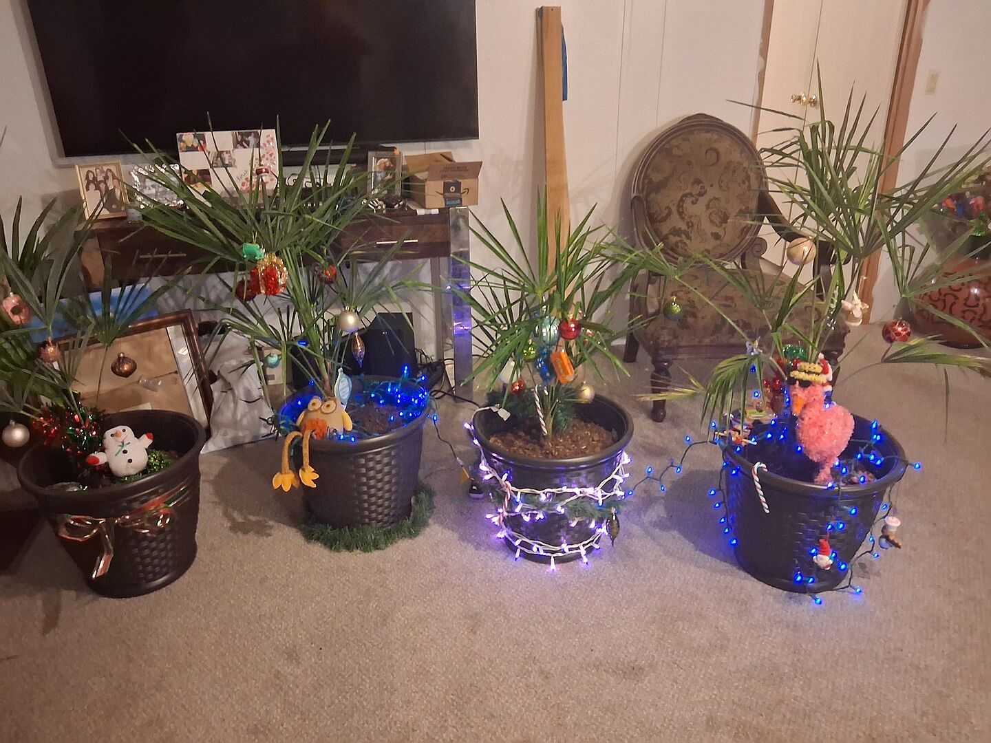 I LOVE MY WINDMILL PALM