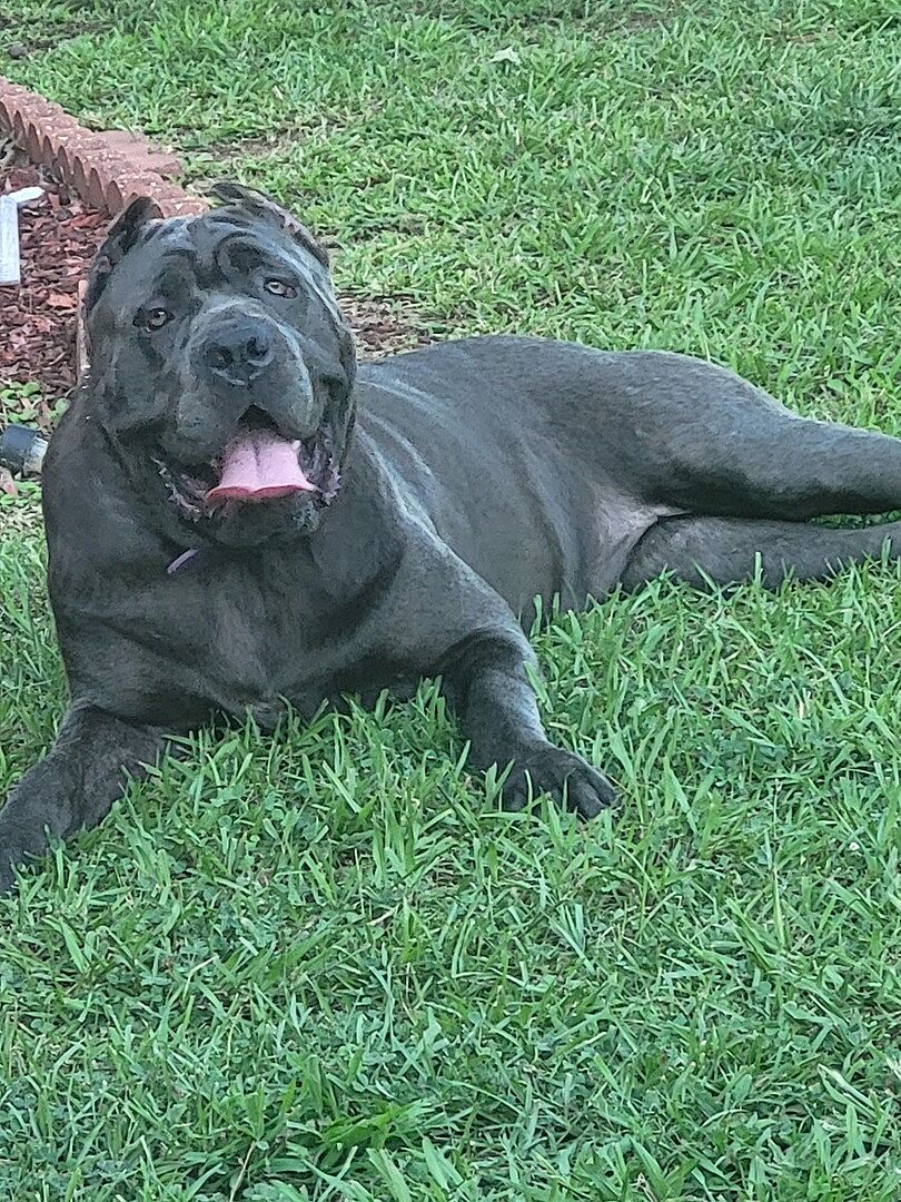 Ron B.'s gray dog lying on the lawn with its tongue out