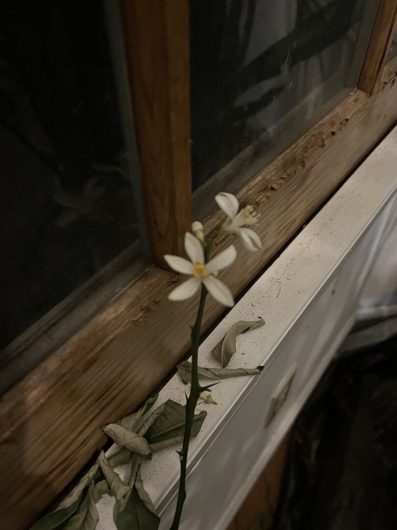 Caregiver bad; tree great!