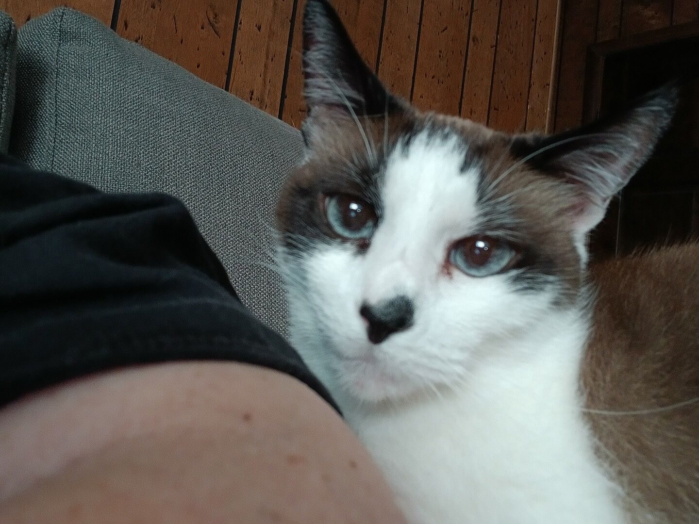 Catalyst Pet customer photo shared by Joyce P.