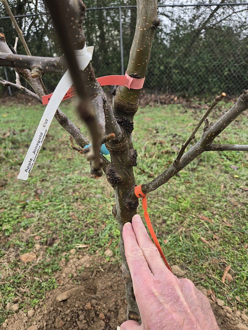 Contained 4 varities I haven't