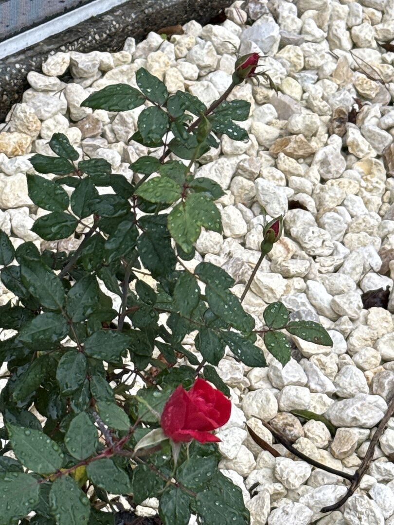 Media from review #2