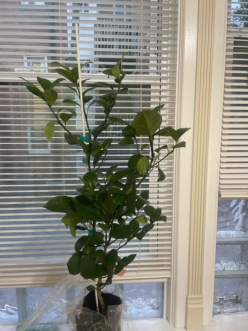 Calamondin Bush For Sale- Discover the Amazing Flavor