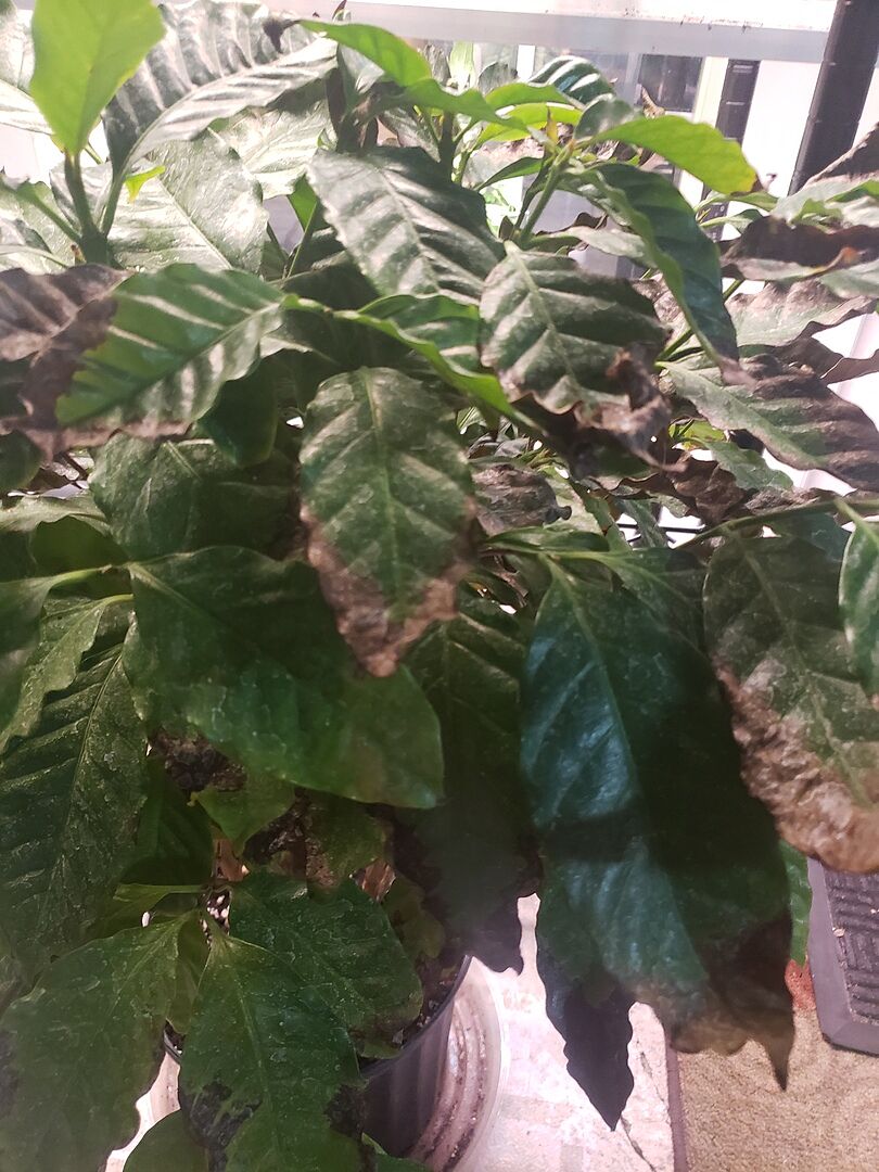 Coffee plant