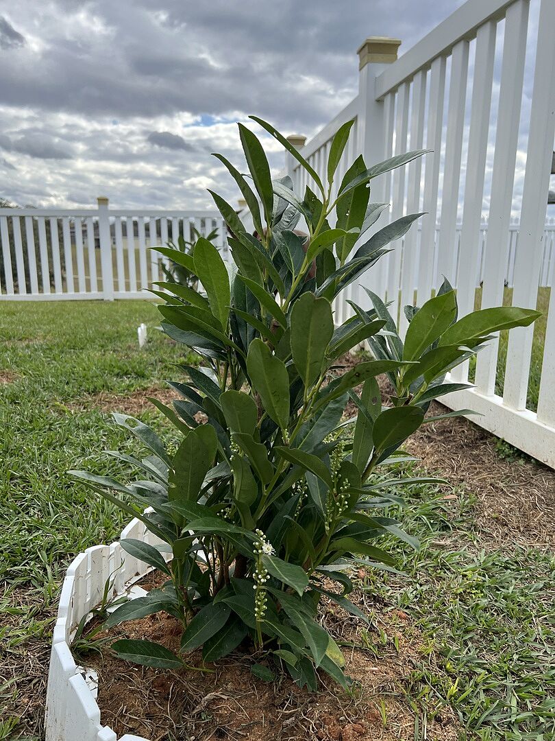 I ordered 2 Skip Laurel