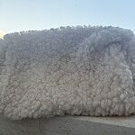 Review Image For review: 800055200