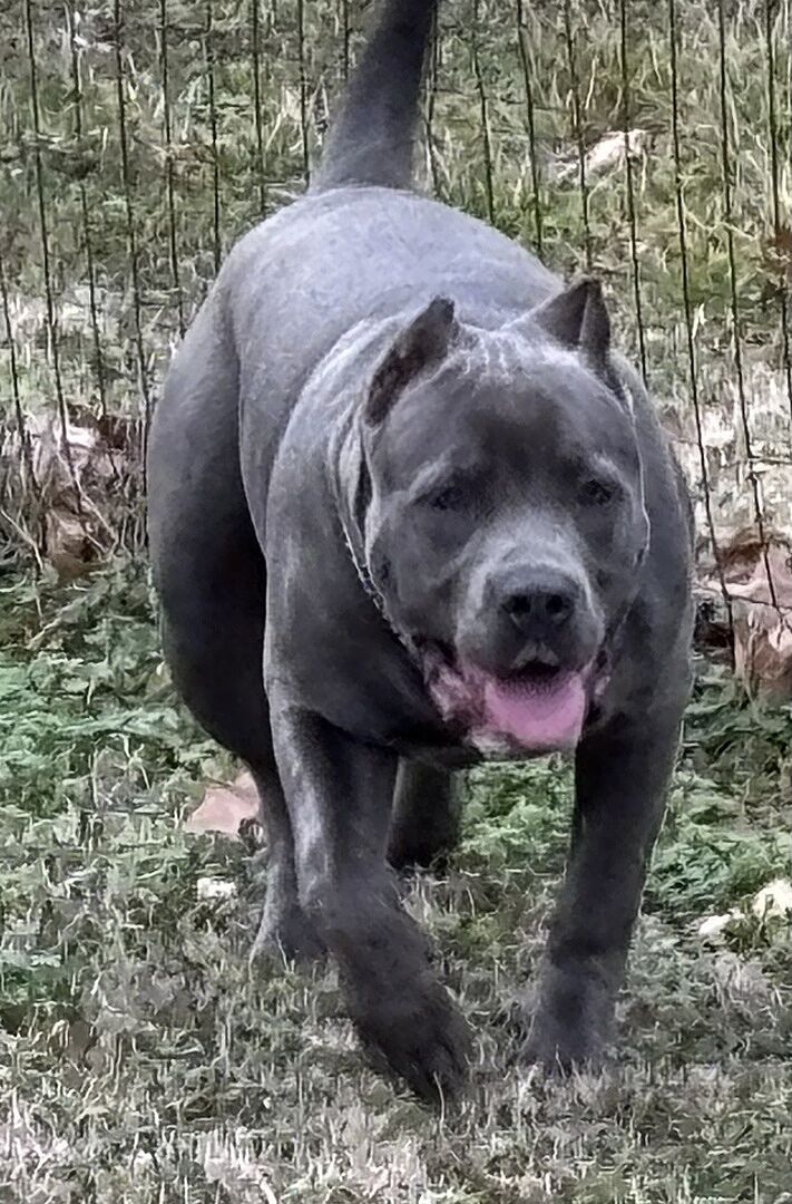 John S.'s blue bully puppy standing on the grass