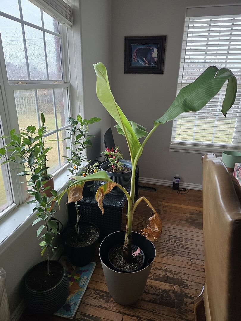 My 2nd tree arrived damaged