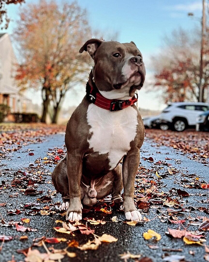 Ismael F.'s brown-and-white American Bully sitting on a leaf-covered street