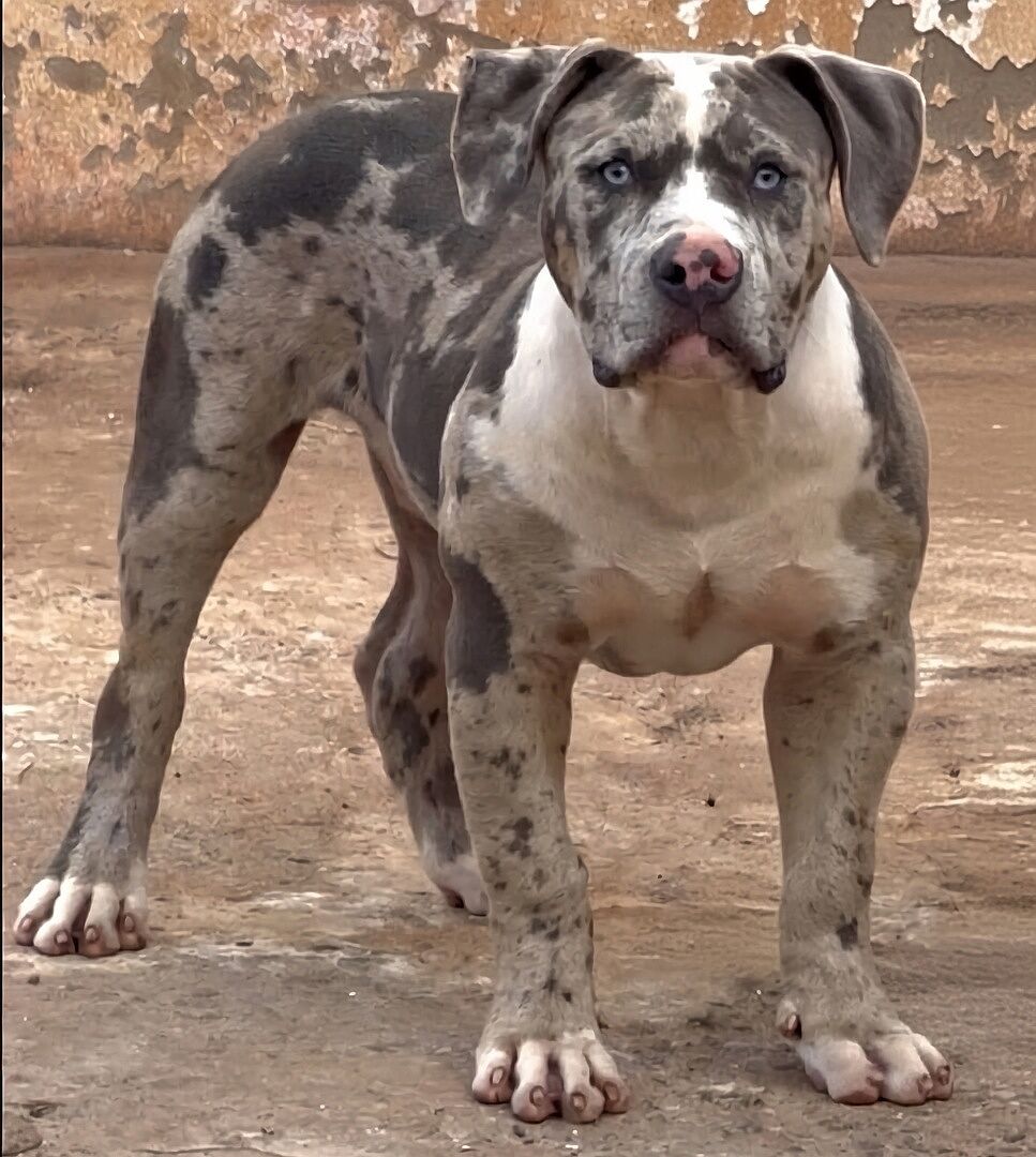 Dahji T.'s merle bully Ghost standing on a dirt lot