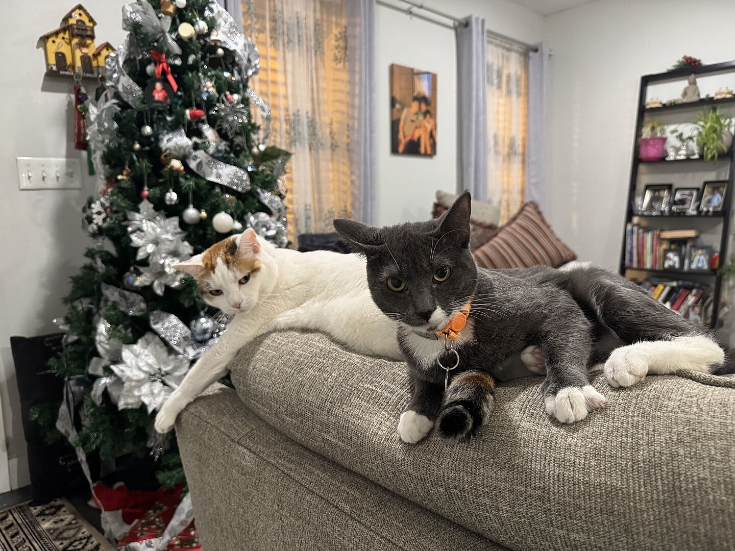Catalyst Pet customer photo shared by Olga Q.