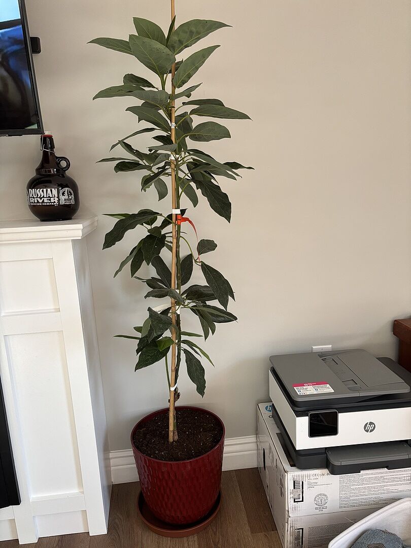 Healthy beautiful fun addition!