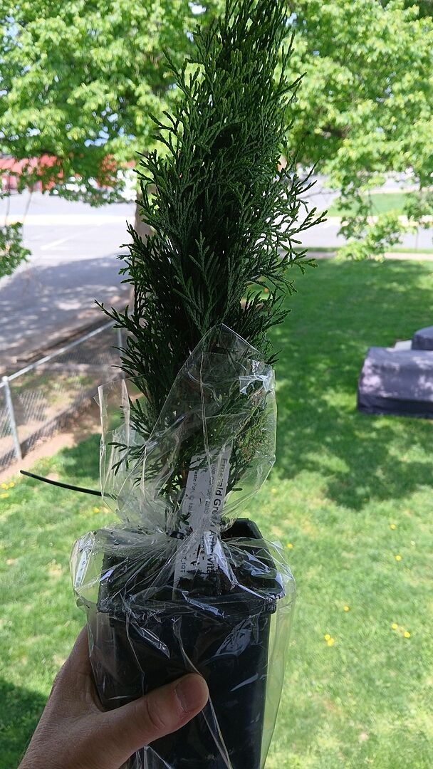 Natural Privacy Fence