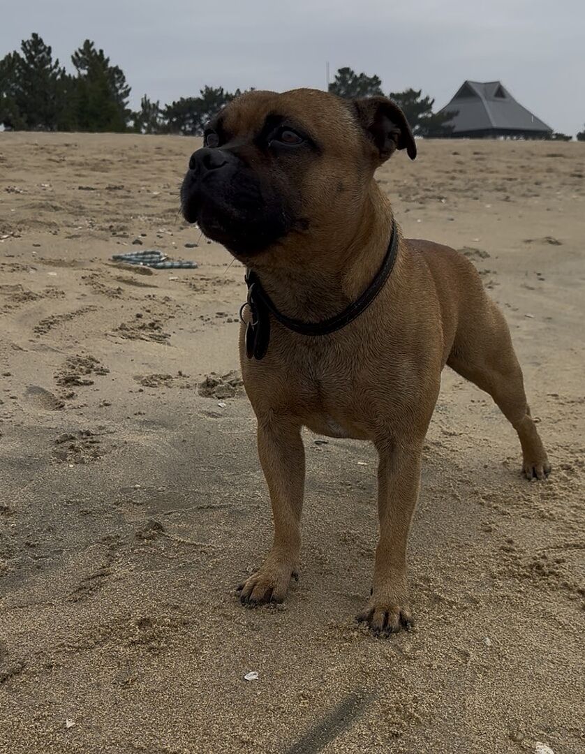 Joanna H.'s Staffordshire Bull Terrier standing on the beach