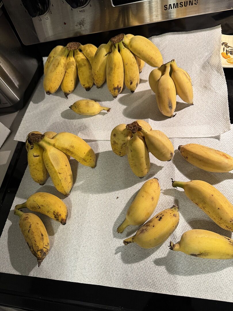 Best tasting bananas ever!