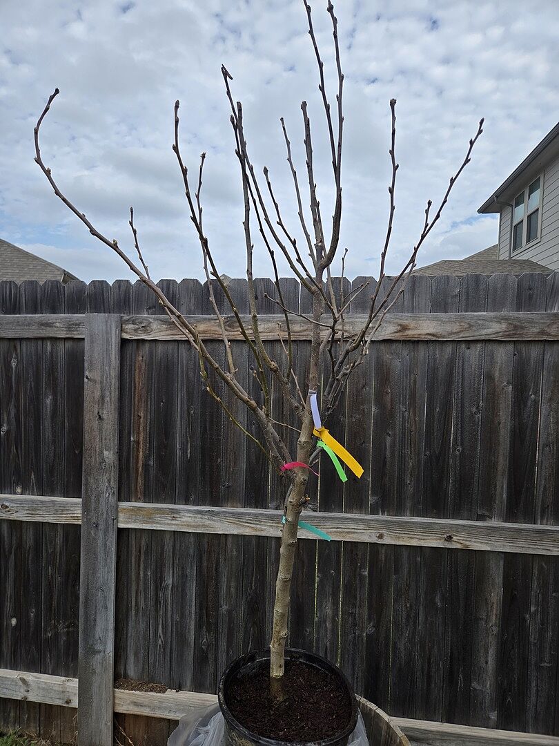 The most beautiful tree in my yard!