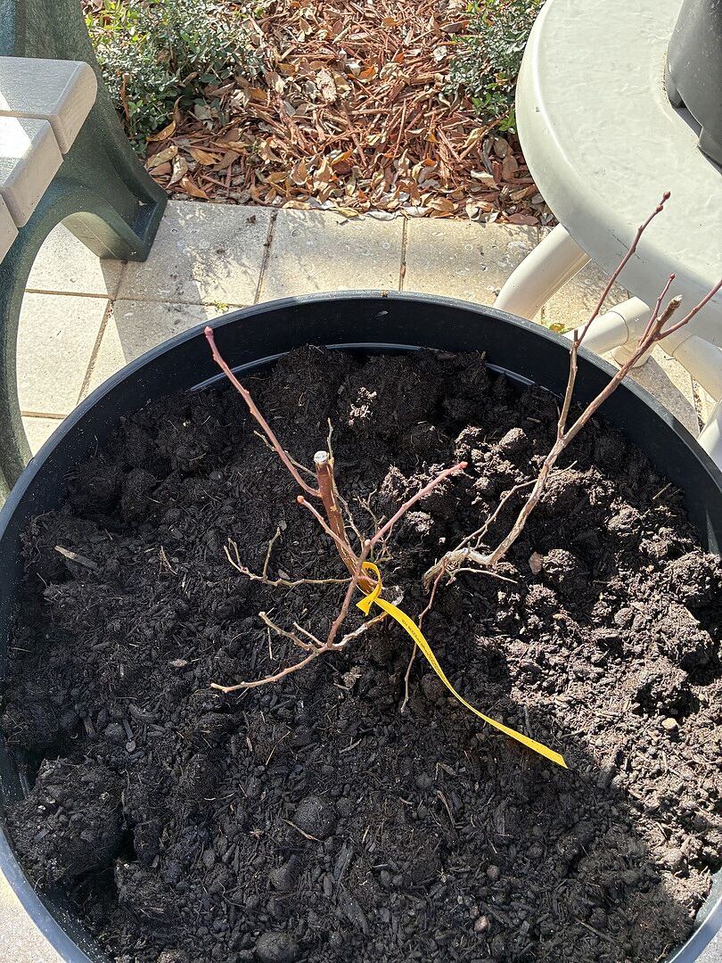 Media from review #2