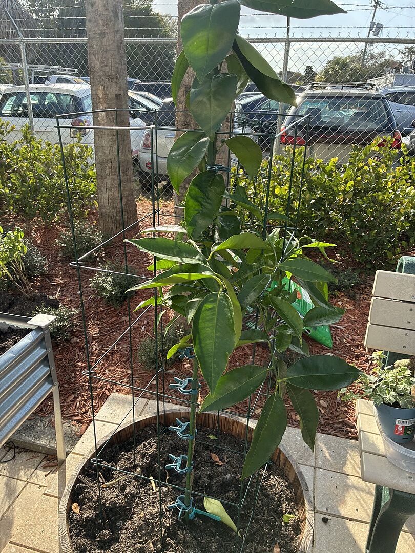 Media from review #4