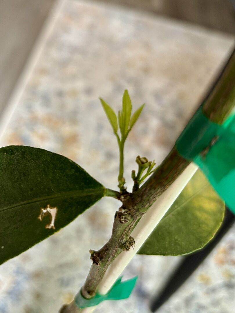 Media from review #3