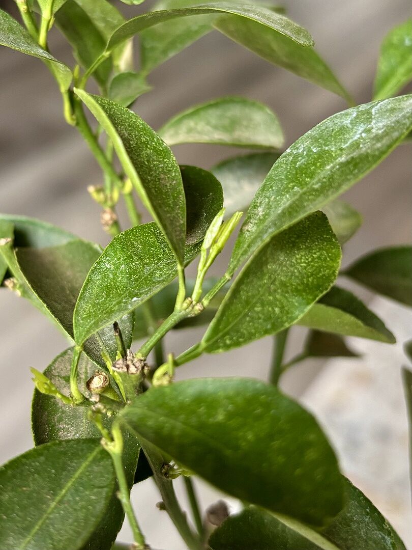 Media from review #4