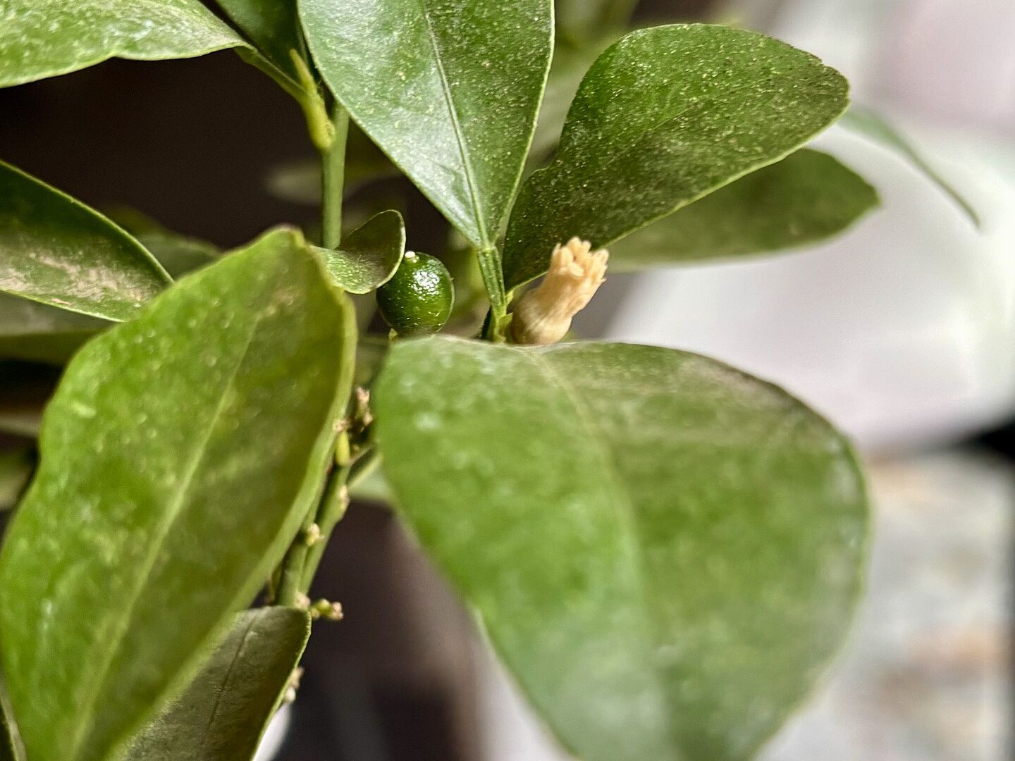 Couldn’t be more pleased!