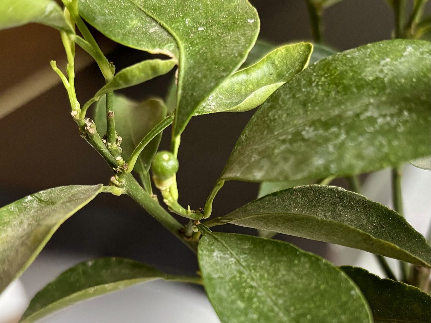 Media from review #5