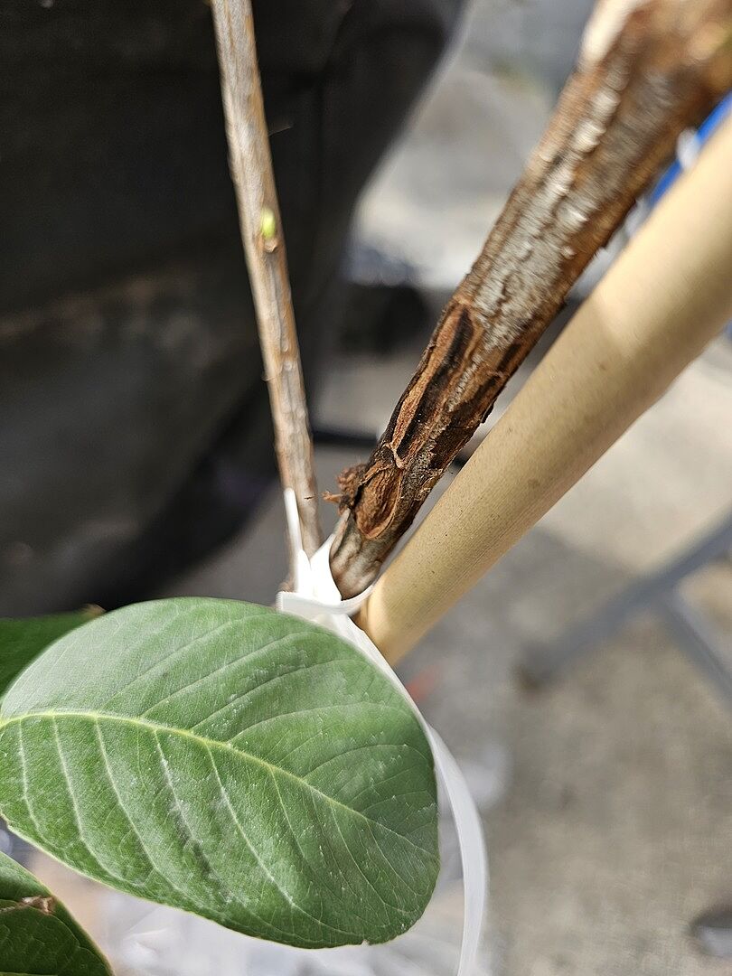 Media from review #4