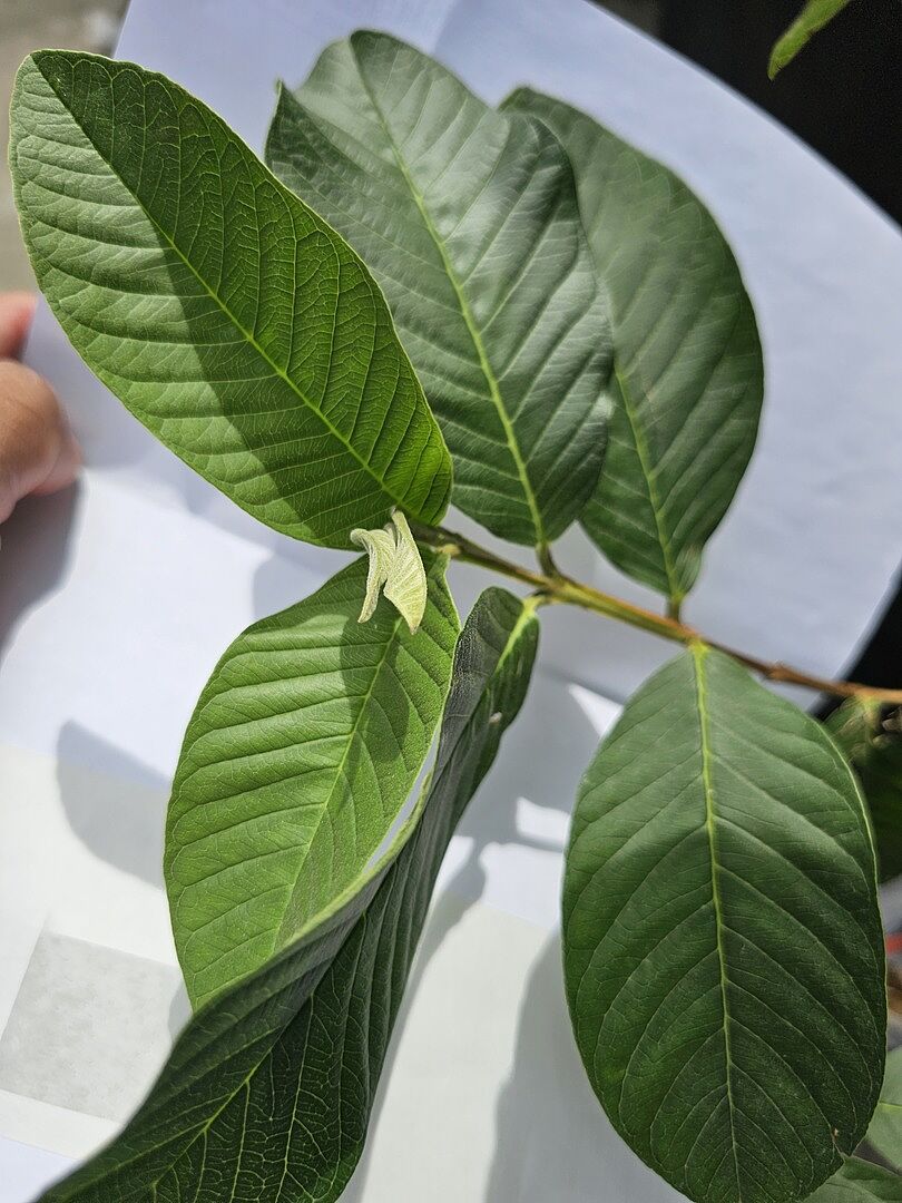 Media from review #3