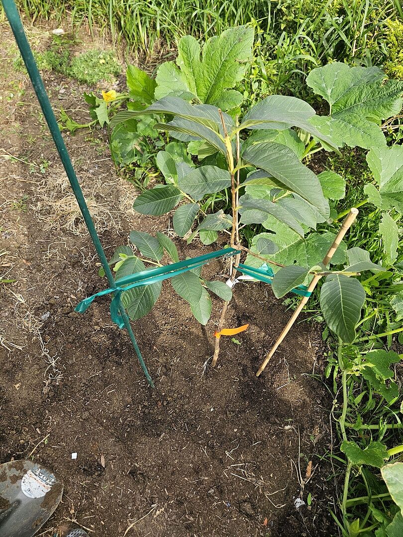 Damaged but hopefully