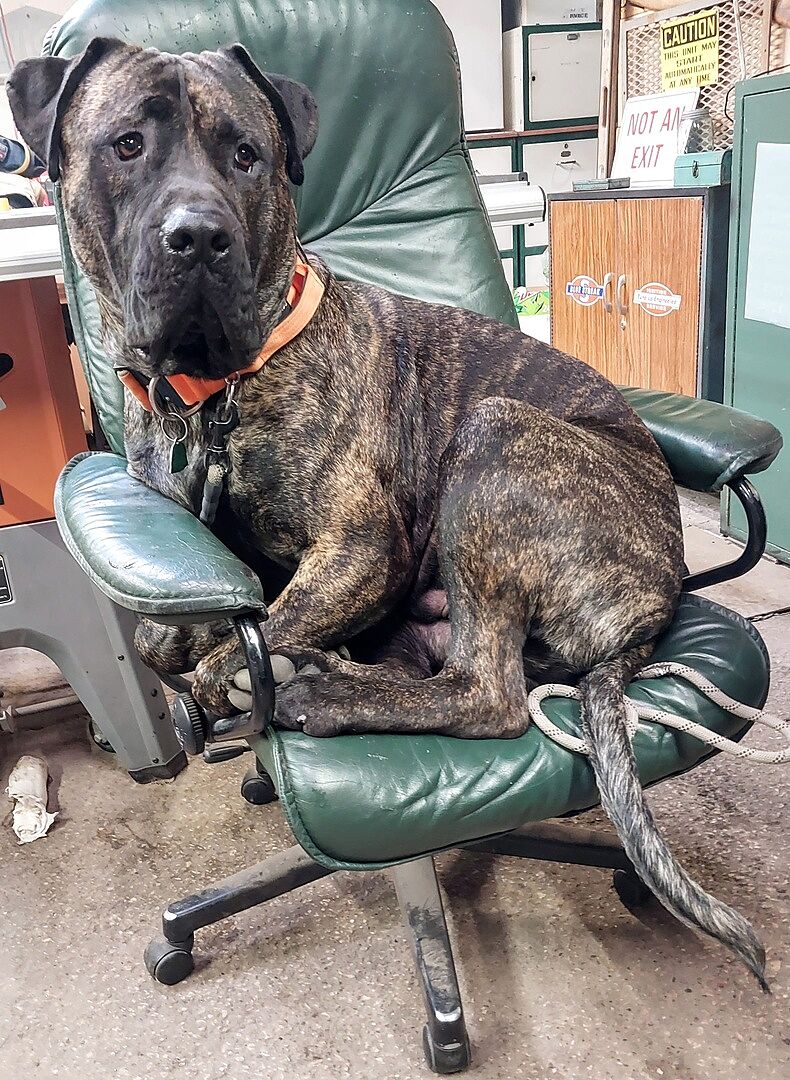 Alicia H.'s brindle American Bandog, Arthur, sitting in an office chair