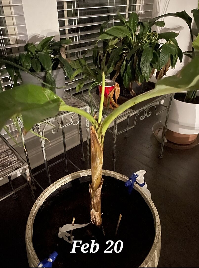 Ice Cream Banana Tree Review