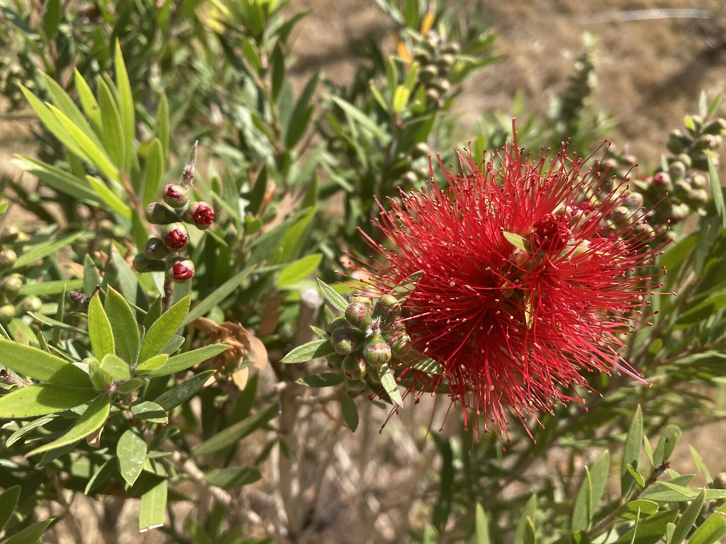 Gorgeous, healthy stunning plant