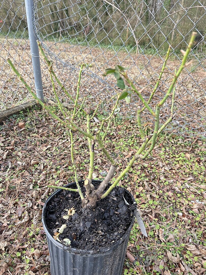 I'm Crushing on Lavender 😍